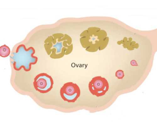 国内借卵生子条件,海口代生哪家好,海口做试管比较好的医院排名比较新汇总