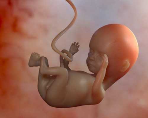 找个女人代生移植后可以吃鱼胶吗 囊胚移植前能吃鱼胶吗